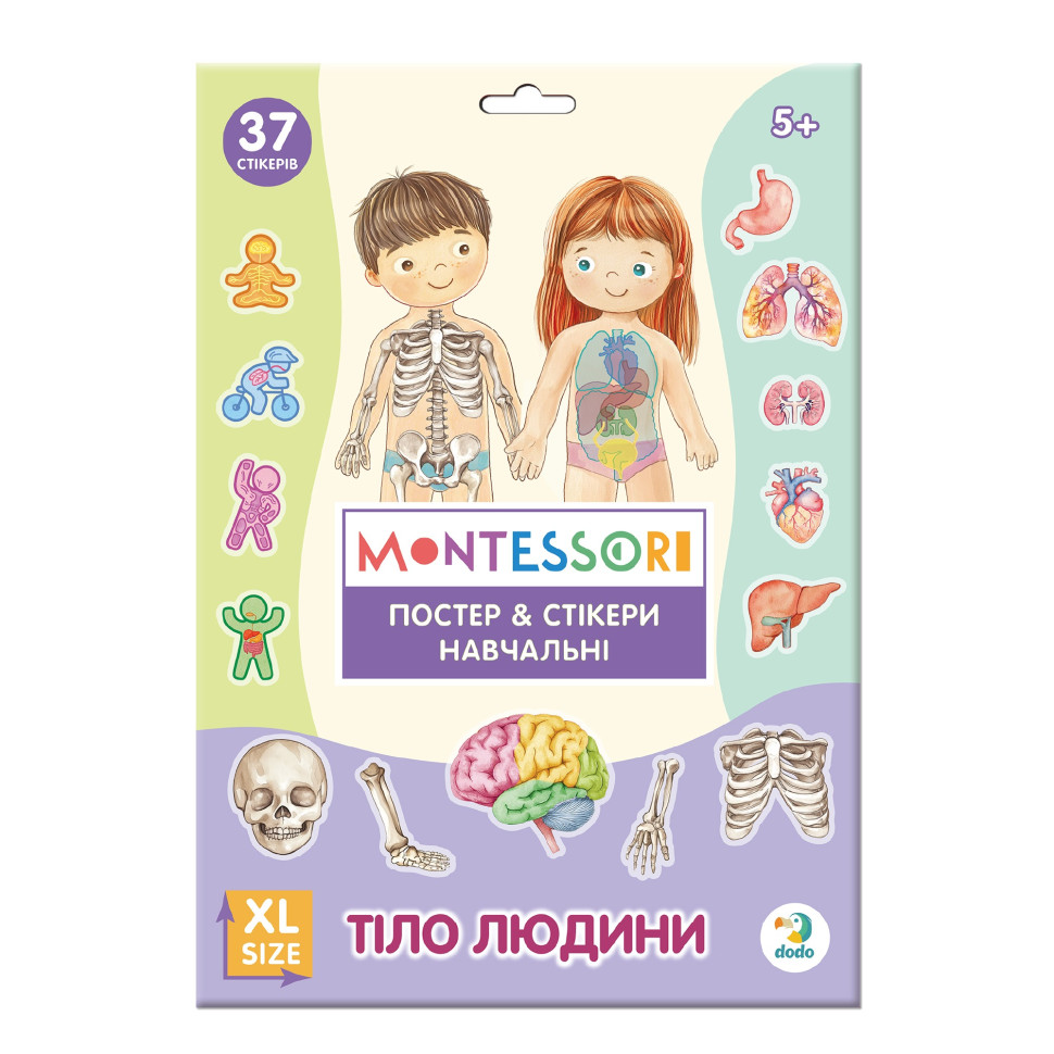 Учебный постер с наклейками "Тело человека" 300901 XL 37 стикеров